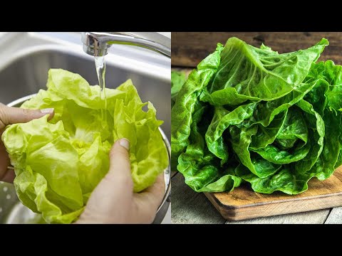 download lagu mp3 mp4 Meal Prep Lettuce, download lagu Meal Prep Lettuce gratis, unduh video klip Meal Prep Lettuce