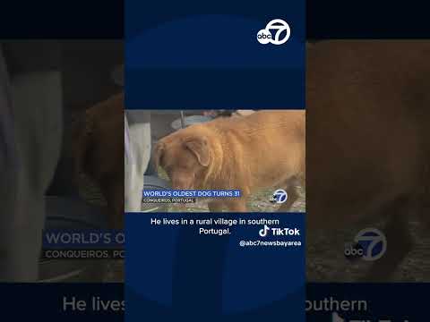 Meet Bobi, the oldest dog in the world