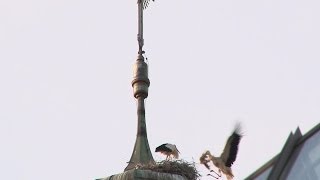 preview picture of video 'Störche auf dem Haslacher Kirchturm'