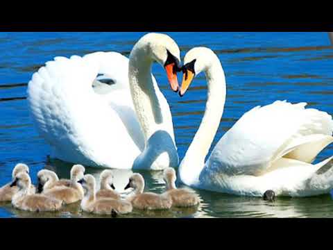 Красивая песня про верность лебедей!!!👭