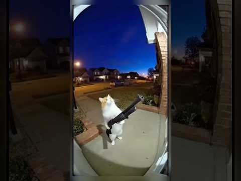 Cat shot the shotgun 😂 #cat #funny #funnycats #cats #kitten