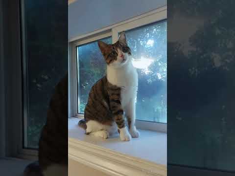 🐱My Big Cat Family - Zwanzig #shortcat #short #shortvideo