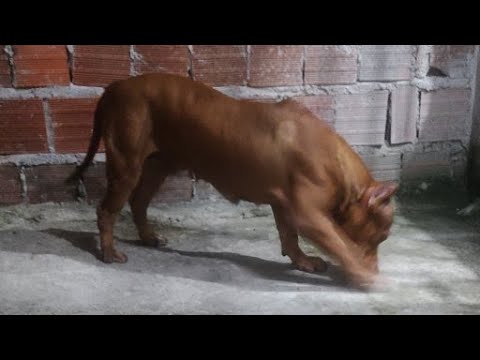 PITBULL MONSTER NUWAN #lekthebestkennel