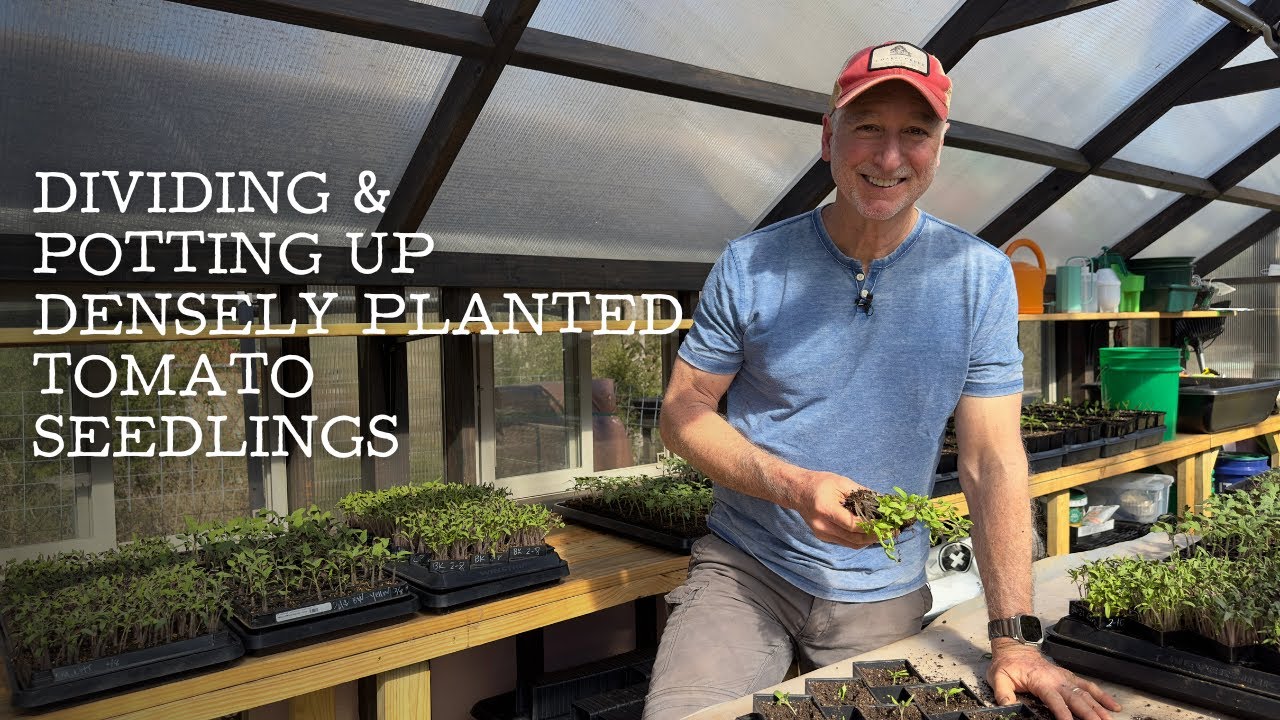 Dividing and Potting Up Densely Planted Tomato Seedlings