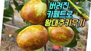 카페트 재활용해서 왕대추 실컷 따먹는 법