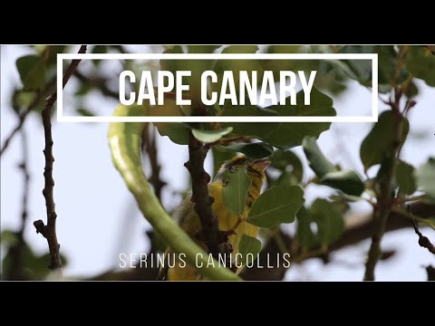 Kanárik sivokrký (Serinus canicollis) — video o speve a chove