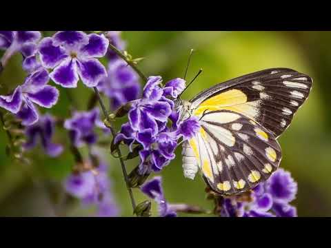 Opwekking 477 Jezus wij vieren dat U overwon