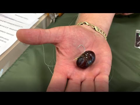 Tip FishMax.cz: Chytaní amurů na ovoce