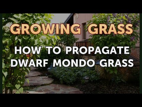 How to Propagate Dwarf Mondo Grass