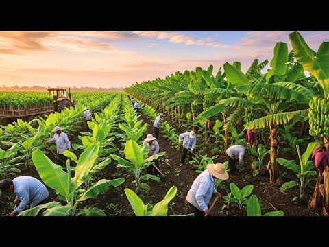 Transporting Tons of Bananas From Farm to Market – You Won’t Believe the Process!