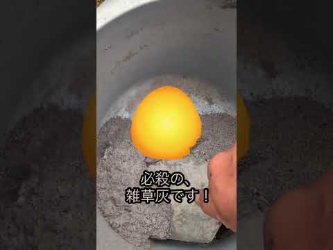 エンドウ豆の茂み 植物