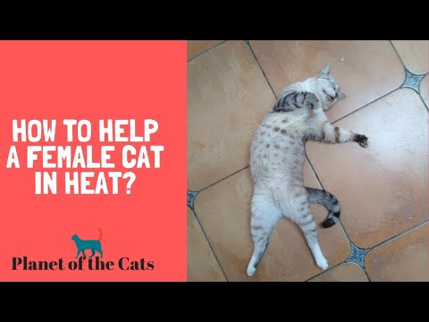 My Female cat is Bleeding, What can I