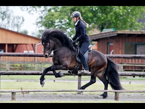 FIZO Kronshof 2019: Myrkvi vom Kronshof