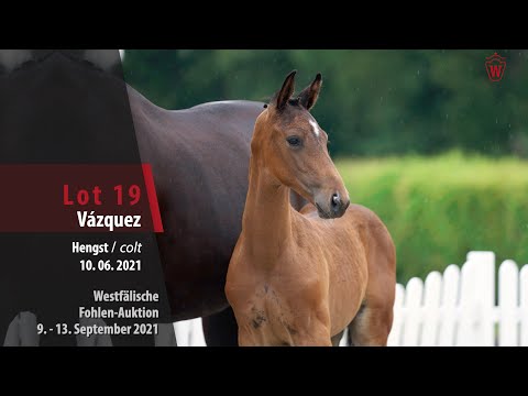 Fohlen-Auktion Lot 19 Vázquez Hengst v. Vaderland - Del Piero