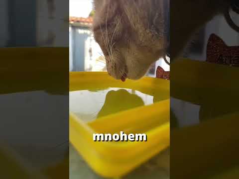 Jak pijí vodu PSY oproti KOČKÁM?