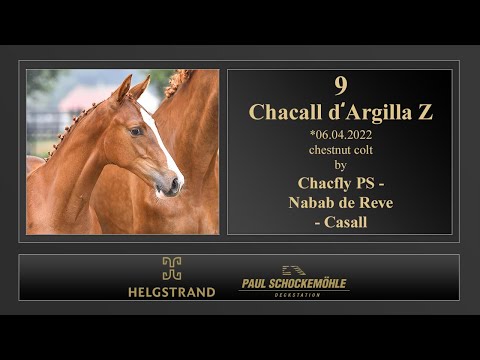 9 Chacall d'Argilla Z by Chacfly PS - Nabab de Reve - Casall