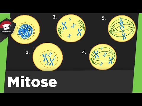 Mitose — einfach erklärt