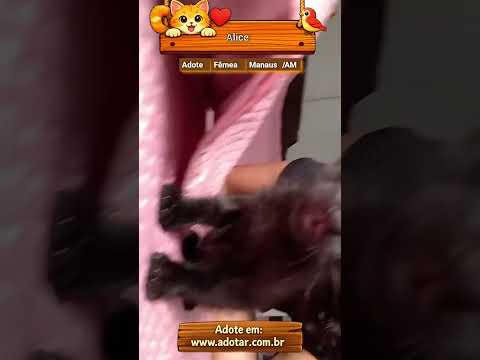 Vídeo de Alice
