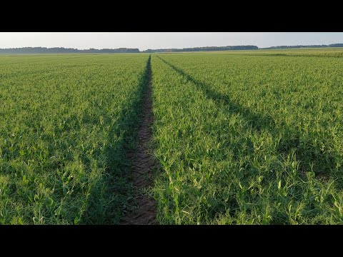 Peas are a blast! Is it worth sowing them? A must-have for peas, Batuta and Patron vlog #15