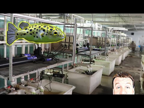 Tour of Largest Tropical Fish Wholesaler in Texas Finale!