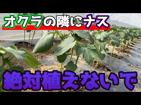 サラダの隣に植えてはいけない野菜は何ですか?良い隣人と悪い隣人についてのポイント  庭園