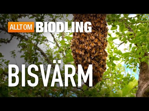 Bisvärm - Honungsbin - Bisamhälle - Biodling