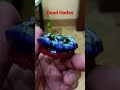 Dead Hades Beyblade