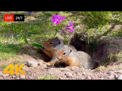 ???? 24/7 LIVE: Cat TV for Cats to Watch ???? Cute Birds Squirrels Eat Flowers 4K