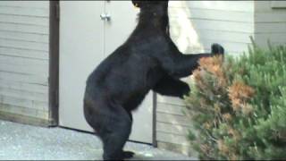 preview picture of video 'Bear in Whistler Village ringing door bell.'