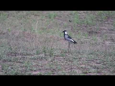 Djuma: Blacksmith Lapwing - 17:04 - 10/30/21