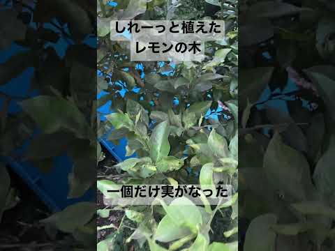 果樹の根元には何を植えますか？植物の最高の組み合わせに注目してください！  庭園