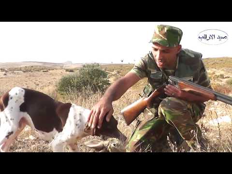 صيد الارنب البري- Chasse lievre -