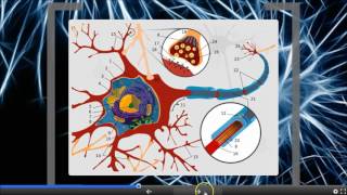 Il Sistema Nervoso: Il neurone e il tessuto nervoso