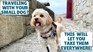 The ONE Thing You Need to Travel Everywhere with Your Dog! | Cavapoo