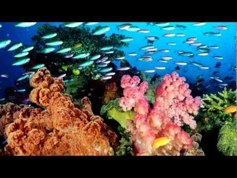 Tiesto Feat. Kay - Work Hard, Play Hard [HQ]