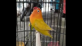 Download lagu LOVEBIRD PASKUN NGEKEK PANJANG GAYA UNIK mp3
