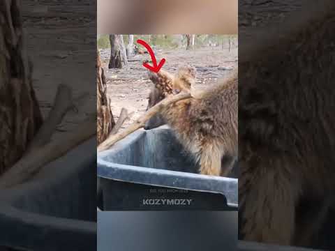 Как вороны спасают кенгуру #животные #факты #animals #хочуфакты #wildlife #kozymozy