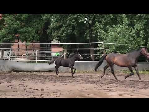 SF Zonik One x San Amour