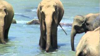 preview picture of video 'Pinnawela Elephant Orphanage Sri Lanka'