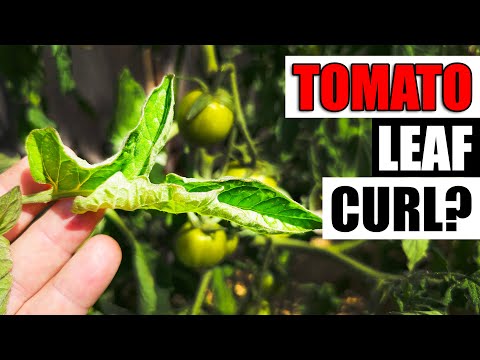 , title : 'Tomato Leaf Curl - Garden Quickie Episode 161'