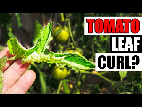 Solutions To Blossom End Rot In Tomatoes etc