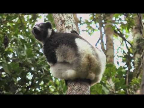 pourquoi la biodiversité est riche a madagascar