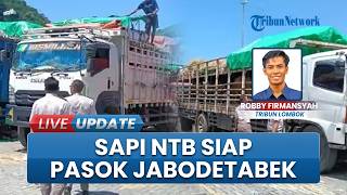 Alur Logistik Tertata, NTB Optimistis Pasok Sapi Kurban ke Jabodetabek, pengiriman Dipercepat