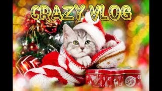 Animals sing ,,Jingle Bells” | Животные поют ,, Jingle Bells ”