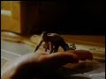 1995 Movies The Indian In The Cupboard