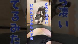 疑い深いフレブル