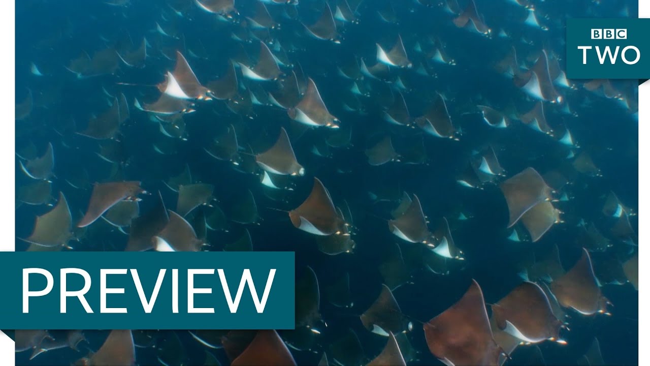 Orca hunt for mobula rays - Wild West: America's Great Frontier: Episode 3 Preview - BBC Two