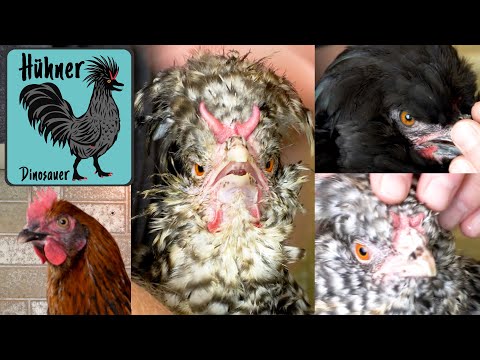 🐓Alle meine Hühner 🐔  🐥 Crèvecoeur, Marans, engl. Auraucana und CCkennsperber und Bob