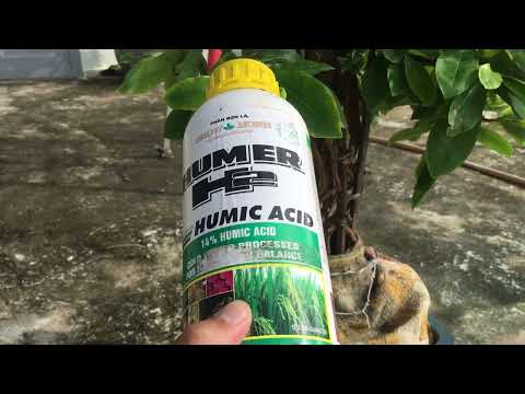 Bón phân mấy lần để tạo nụ cho mai