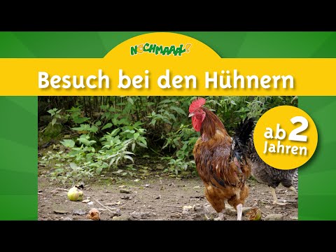 Die Hühner werden morgens auf dem Bauernhof gefüttert    gibt es auch Eier? Für Kinder ab 2